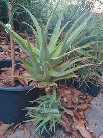 aloe arborescens