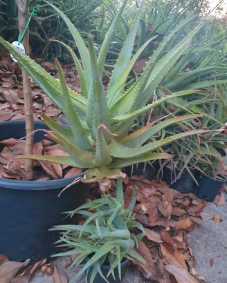 aloe arborescens