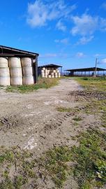 Fieno di erbaio in rotopresse da 4 quintali 2025