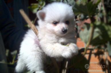 Cucciolo di Volpino di Pomerania TOY