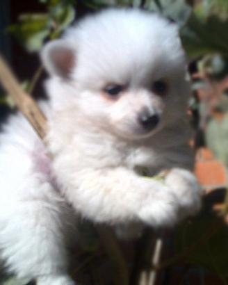 Cucciolo di Volpino di Pomerania TOY
