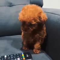 Barboncini toy teacup e minitoy