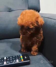 Barboncini toy teacup e minitoy