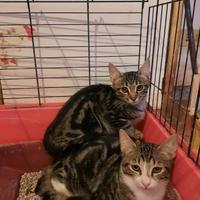 Miki e fratellini , gattini in adozione