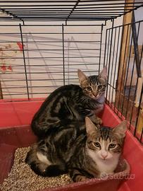 Miki e fratellini , gattini in adozione