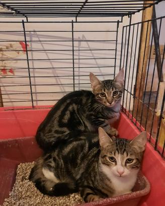 Miki e fratellini , gattini in adozione