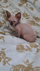 Sphynx