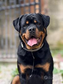 Rottweiler