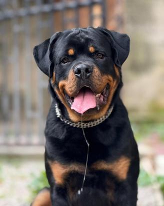 Rottweiler