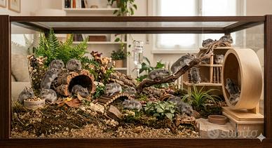 Criceti 5 euro la coppia