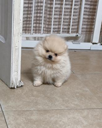 Spitz di pomerania mini toy