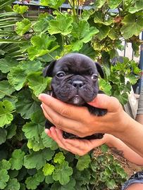 Bulldog francese femmina pedigree