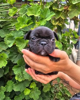 Bulldog francese femmina pedigree