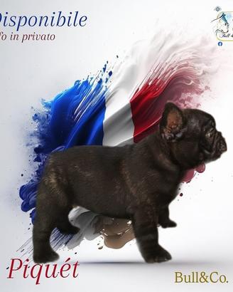 Animali