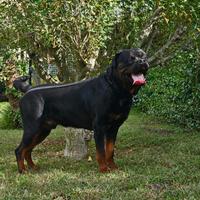 Cuccioli di rottweiler ENCI