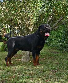 Cuccioli di rottweiler ENCI