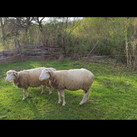 Pecora Ile de France X merino