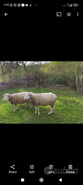 Pecora Ile de France X merino