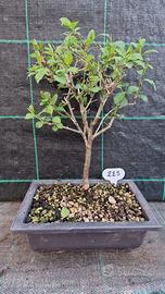 Bonsai Susino Mirabolano Prunus Cerasifera 225