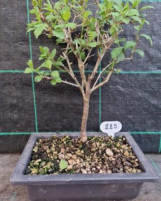 Bonsai Susino Mirabolano Prunus Cerasifera 225