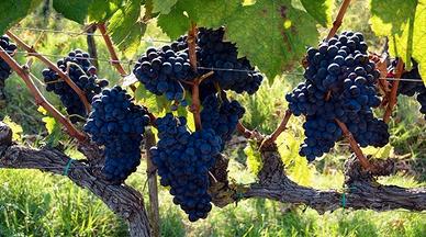 Uva da vino 100€