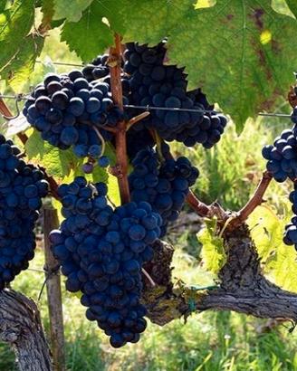 Uva da vino 100€