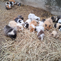 Cavie peruviane porcellini d'india