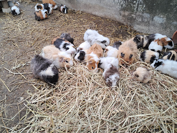 Cavie peruviane porcellini d'india