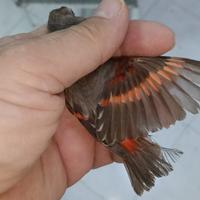 Cardinalina bruna 2025