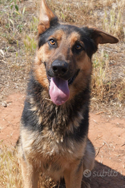 Kentucky simil pastore, da adottare