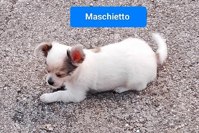 Chihuahua