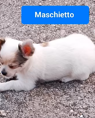 Chihuahua