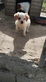 cucciolo breton 