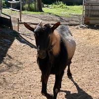 Camosciato delle Alpi