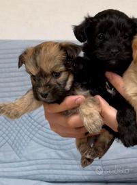 Cuccioli di maltipoo Toy da borsetta
