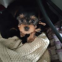 Yorkshire terrier