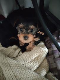 Yorkshire terrier
