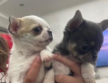 Chihuahua