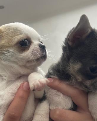 Chihuahua