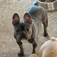 Femmina bulldog francese blu