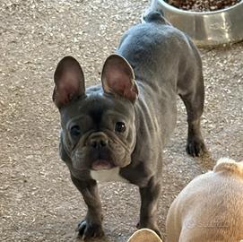 Femmina bulldog francese blu