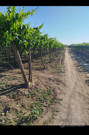 Terreno 2 ettari zona Crocifisso