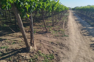 Terreno 2 ettari zona Crocifisso