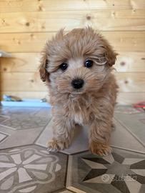 Cucciolo di Maltipoo
