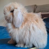 Batuffolo di minilop