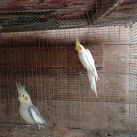 Coppia calopsite riproduttiva