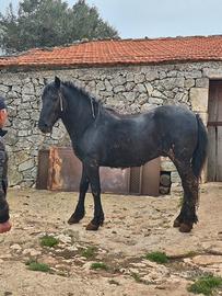 Cavallo