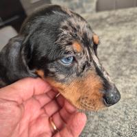 Bassotto arlecchino femmina