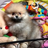 Cucciolata spitz pomerania M e F