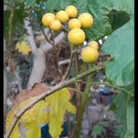 semi di solanum crhysotrichum